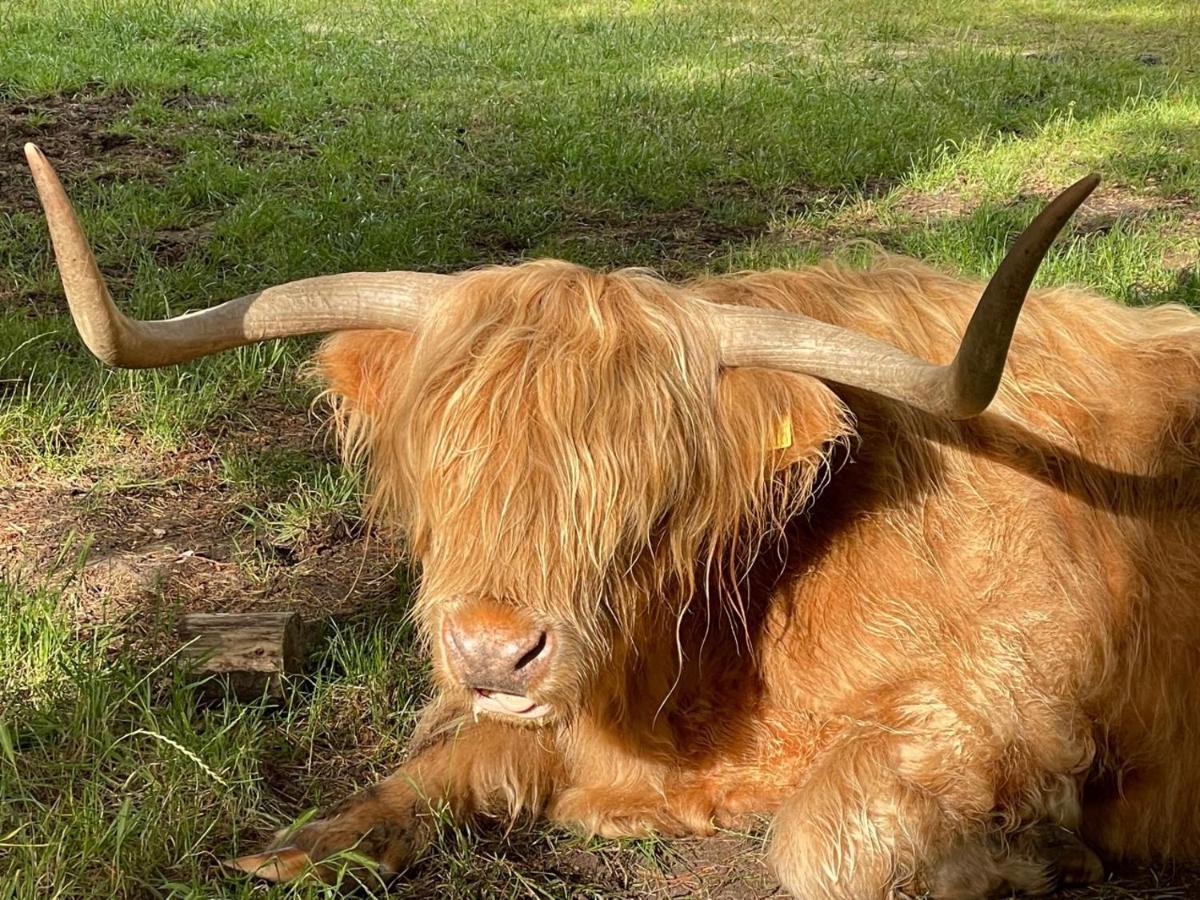 The Bearded Goat Den - A Rural Retreat At This Modern Holiday Cottage Saint Leonards Dış mekan fotoğraf